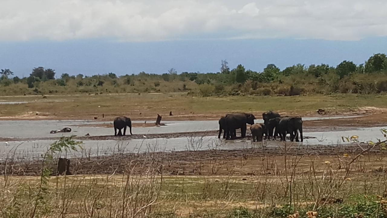 Cassia Udawalawe Hotell Eksteriør bilde